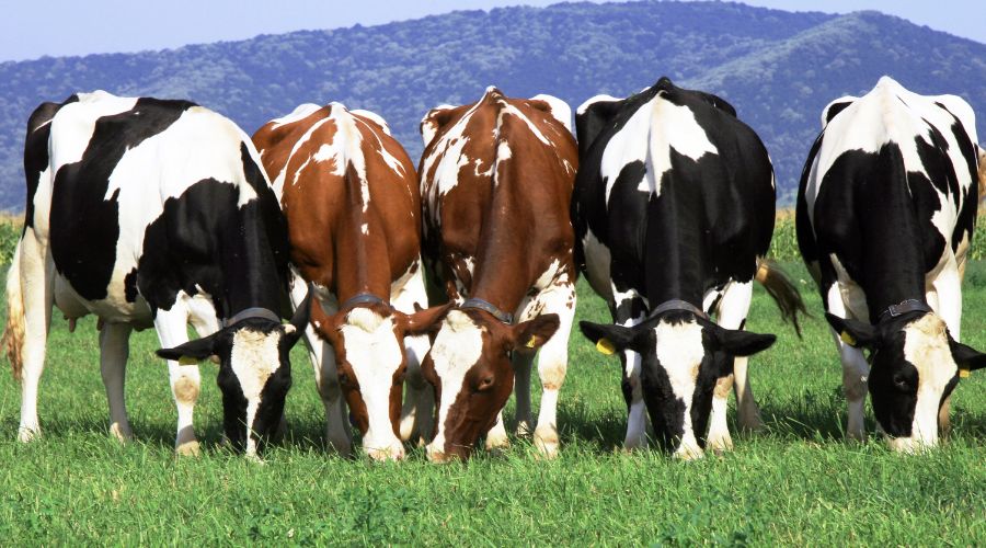 three black and white cows and two brown and white cows standing in a line eating grass with hill in the background