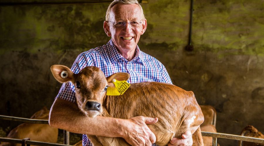 dr Robert Graham, of Graham's Family Dairy, holding a Jersey calf