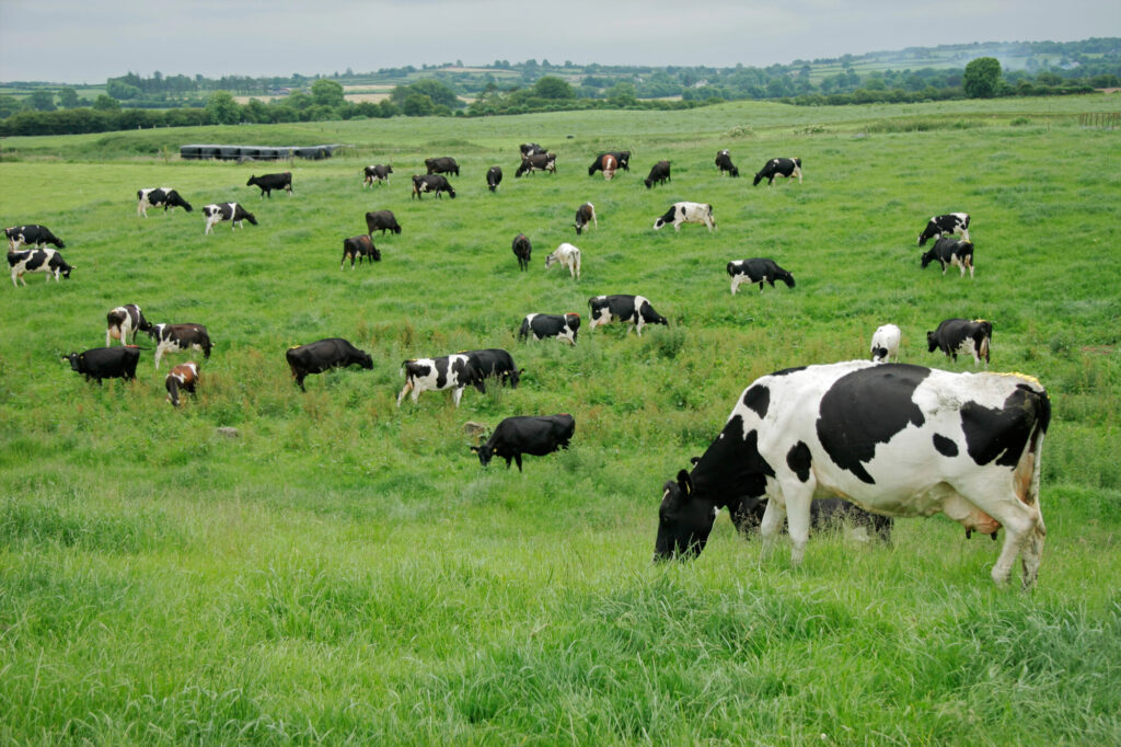 dairy cows in field