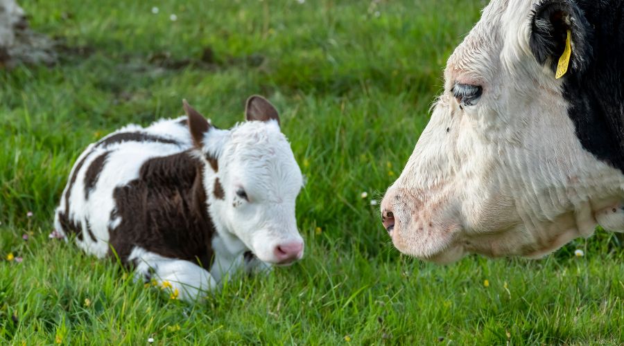 cow and calf in field