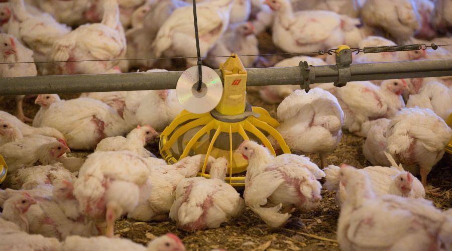 broilers in a shed around a drinker