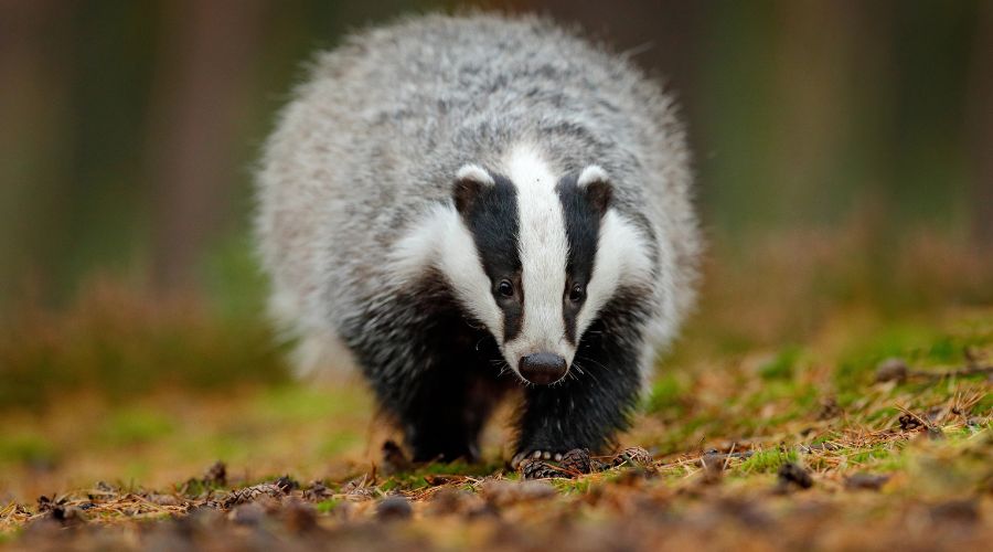 Farmer-led badger vaccination could play a vital role in plans to eradicate bovine tuberculosis, say Cornish farmers who initiated project. 