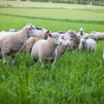 Bluetongue serotype 3 (BTV-3) has been confirmed in three more animals on farms near Norwich in Norfolk and Lowestoft in East Suffolk.  