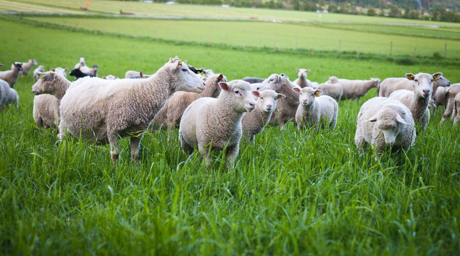 Bluetongue serotype 3 (BTV-3) has been confirmed in three more animals on farms near Norwich in Norfolk and Lowestoft in East Suffolk.  