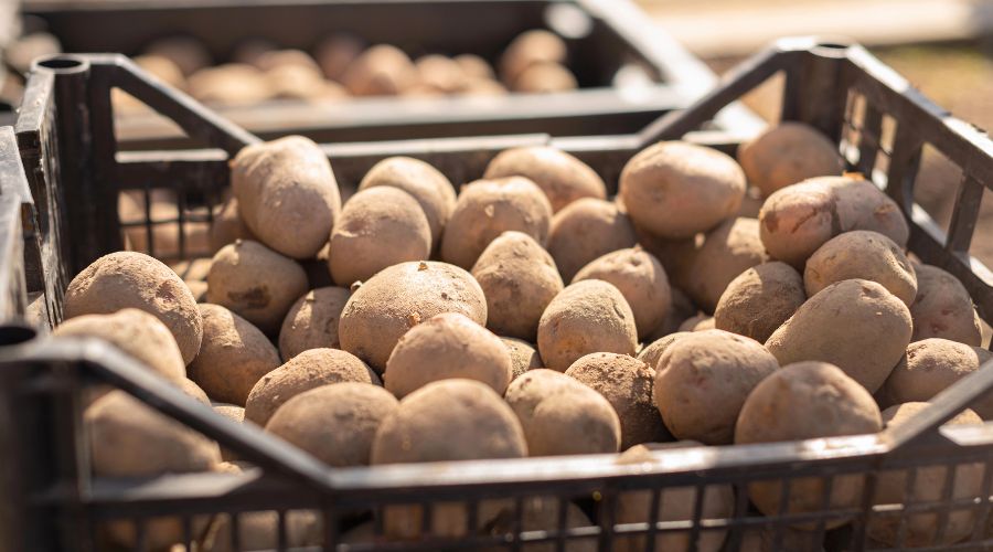 Potato growers are being urged to disinfect stores with peroxyacetic acid to reduce the carry-over of damaging diseases ahead of harvest.