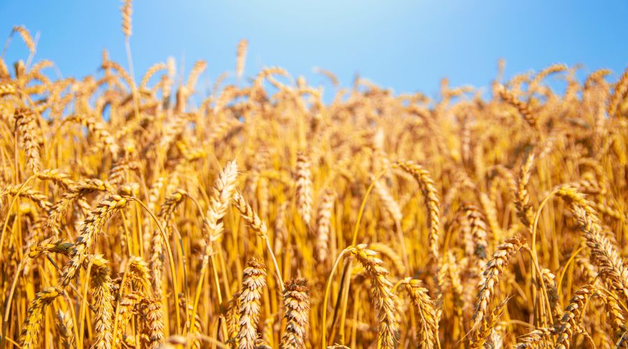 As harvest is well underway, several lessons starting to emerge to explain variability in wheat yields, said Neil Watson of Hutchinsons.