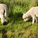 A dog walker has been ordered to pay £4,500 after her dog was involved in a livestock attack causing the death of 20 lambs in Cheshire.