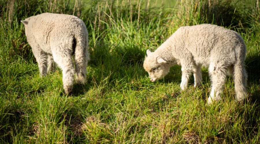 A dog walker has been ordered to pay £4,500 after her dog was involved in a livestock attack causing the death of 20 lambs in Cheshire.