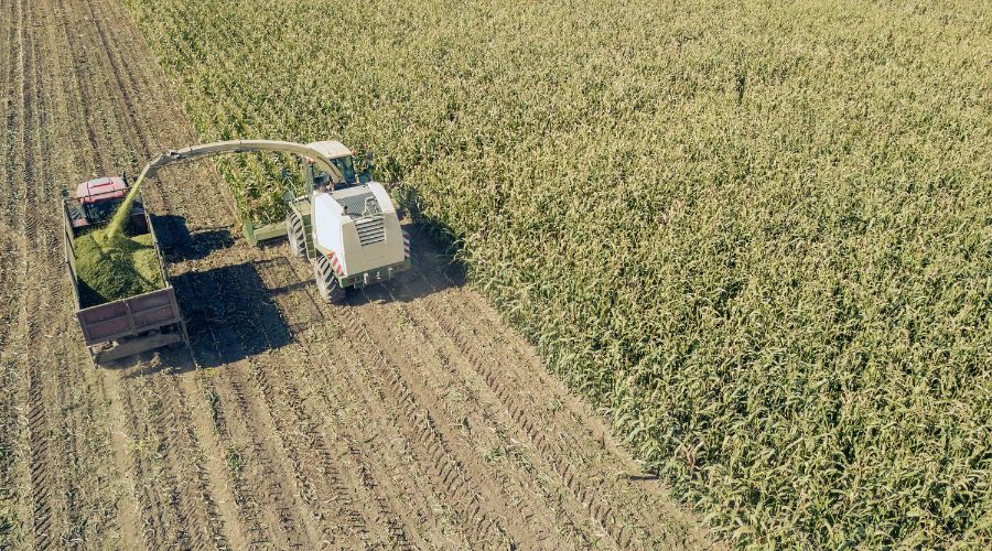 Analysis of this year’s first cut silage samples shows huge difference in the quality of silages harvested early and later, ForFarmers said. 