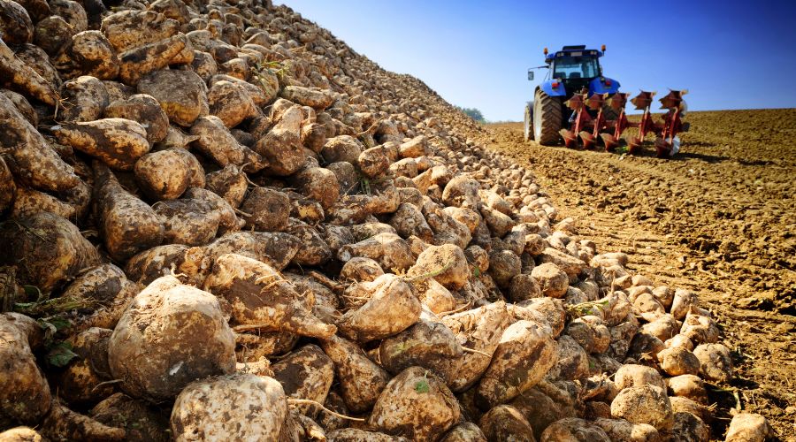 As this year’s sugar beet harvest approaches, British Sugar shared details of the campaign start dates for each of its four factories.