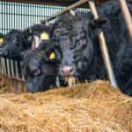 Researchers at Scotland’s Rural College (SRUC) were awarded nearly £700,000 for equipment to measure emissions from beef cattle. 