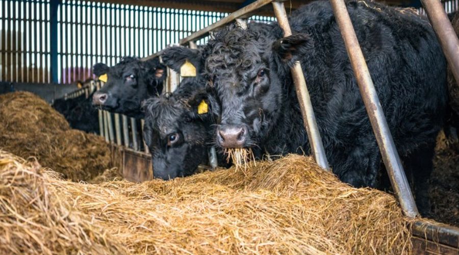 Researchers at Scotland’s Rural College (SRUC) were awarded nearly £700,000 for equipment to measure emissions from beef cattle. 