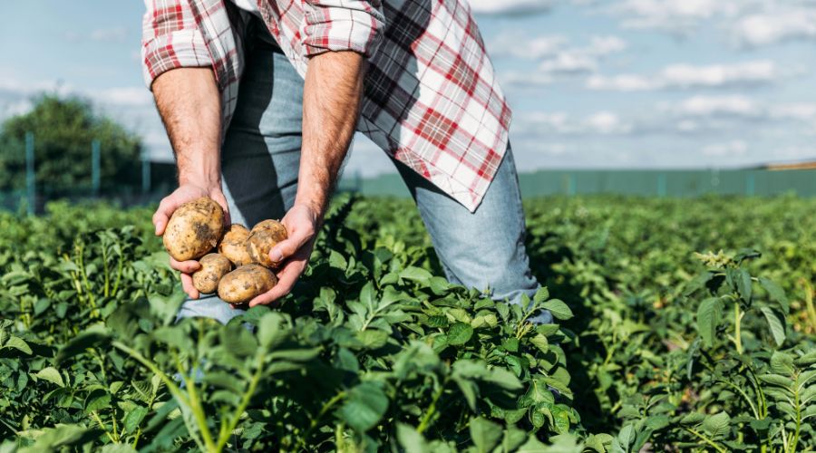 School of Agricultural Sciences in Brazil predicts that the potato market will grow to a staggering 7 billion (over £105 billion) by 2029.  