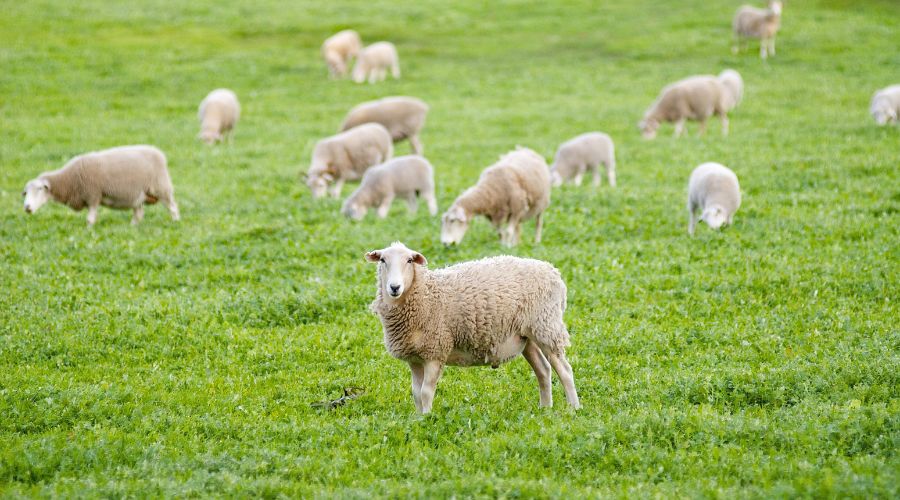 A case of bluetongue virus BTV3 in a single sheep has been confirmed on a farm near Haddiscoe, in South Norfolk. 