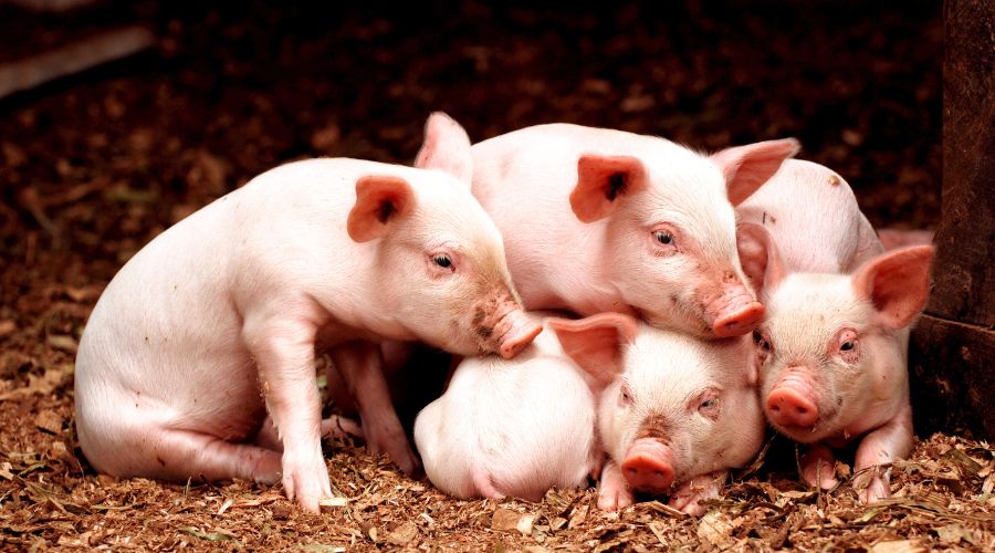 A leaked government report warns that African swine fever, which could have 