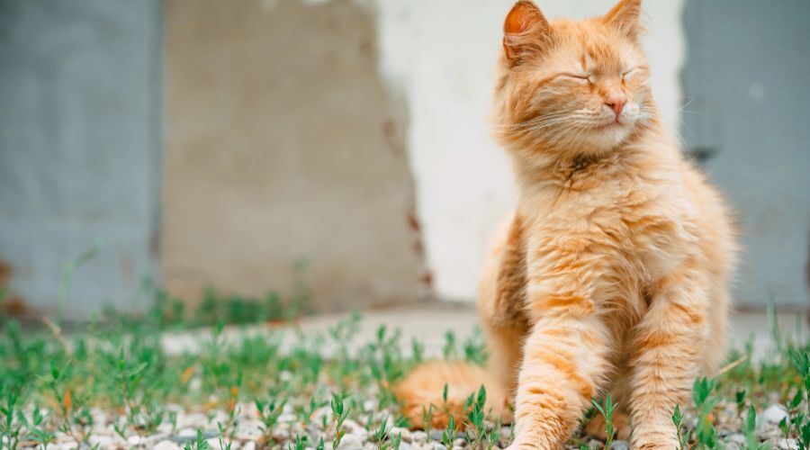 Researchers are asking for farmers' help with a pioneering study into the numbers and behaviour of ‘farm cats’. 