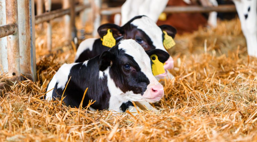 MSD Animal Health UK Limited has just announced the update to its SenseHub Dairy Youngstock application plan.