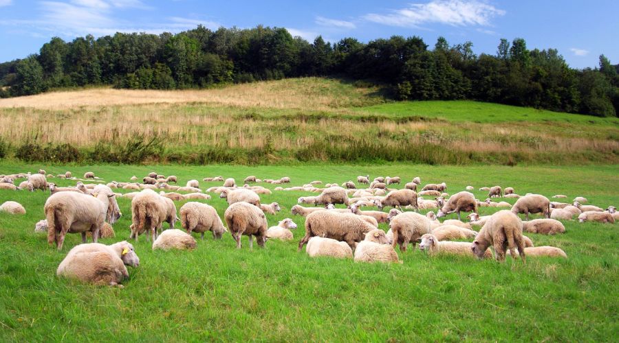 Around 40 sheep were stolen from a farm in the South East, leaving the farmer, James Burns, “heartbroken”. 