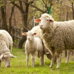 The publication of NFU Mutual rural crime report folds in time with news that a sheep was recently disembowelled in Oxfordshire.
