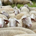 Warwickshire Police said that over 100 sheep have been stolen from fields between Loxley and Wellesbourne, and near Kenilworth.