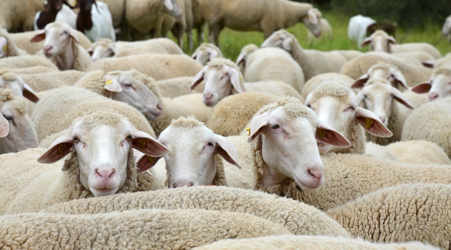 Warwickshire Police said that over 100 sheep have been stolen from fields between Loxley and Wellesbourne, and near Kenilworth.