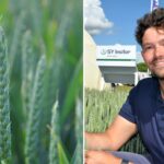 Syngenta urges wheat growers to manage risk by taking lessons of challenging season when making this autumn’s drilling and variety decisions. 