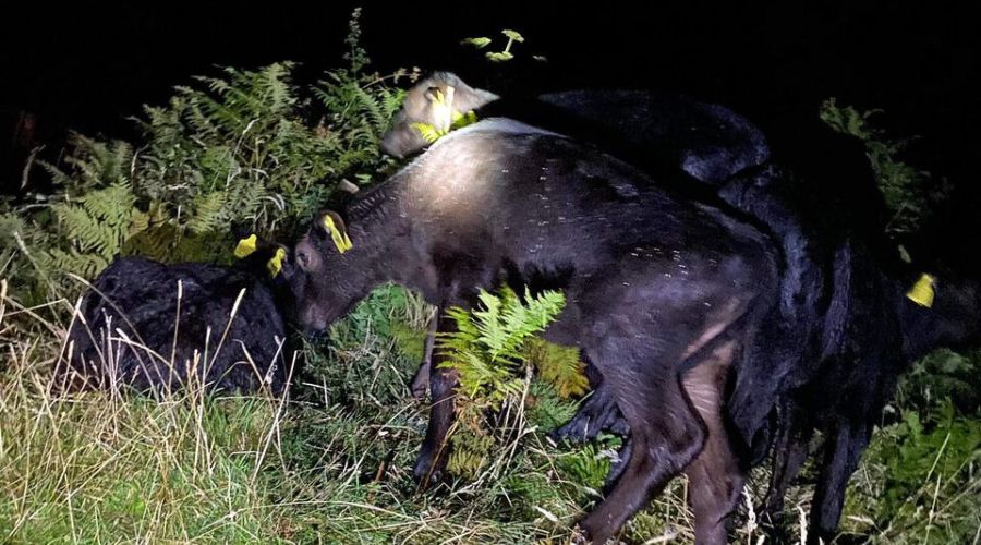 Mevagissey Coastguard, alongside Fowey RNLI and farmers, were called to the incident after 30 cows got trapped on rocks at Cornwall beach.