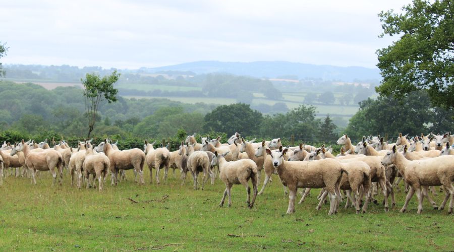 Cornish beef and sheep farmer James Warwick has shared timely advice to improve flock health ahead of tupping.  