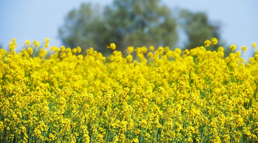 NPZ UK expert joins in calls for a reboot for the oilseed rape for the benefit of UK growers and the country's food security. 