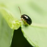 A project aimed at improving management of cabbage stem flea beetles (CSFB), has just been launched, AHDB confirmed.