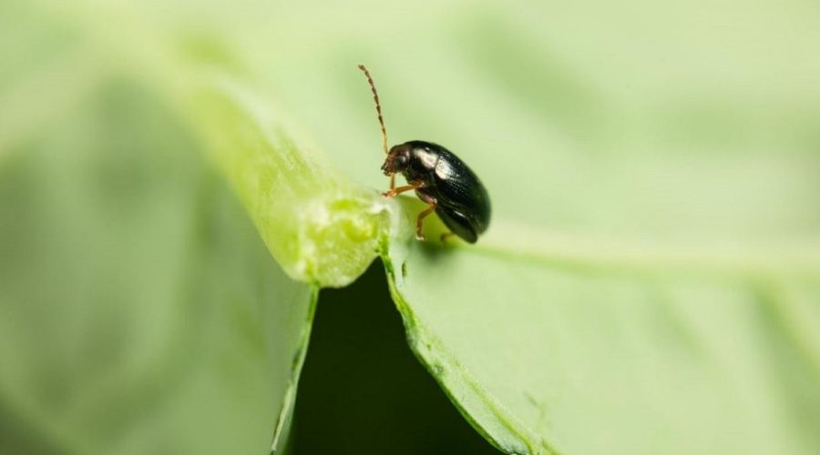 A project aimed at improving management of cabbage stem flea beetles (CSFB), has just been launched, AHDB confirmed.