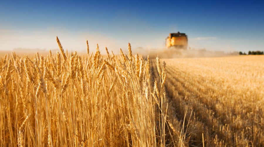 wheat field with combine in the background 