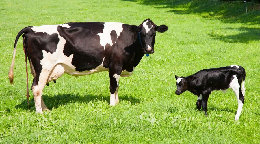 black and white cow and calf in grass field