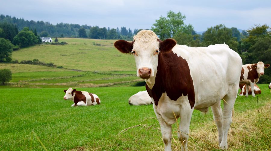 brown and white cow in foreground, with grassland fields and more cows in background 