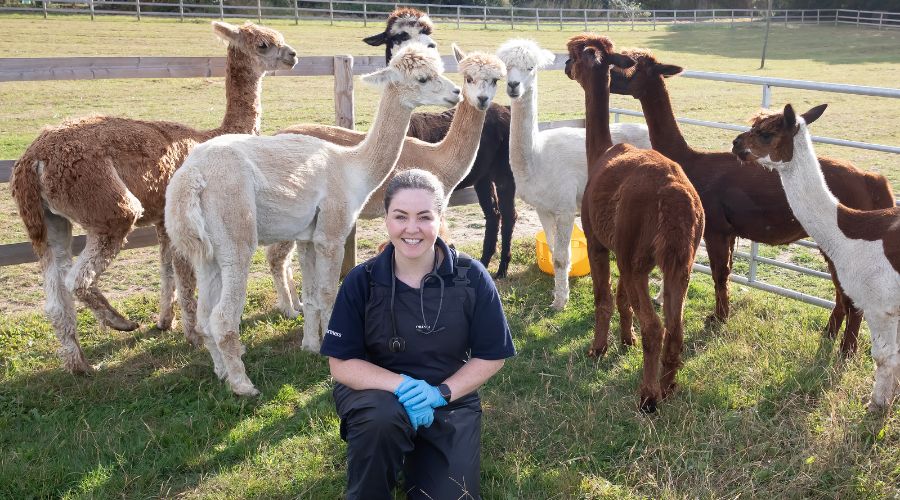 ami sawran pictured in the middle, wearing dark blue scrubs and disposable gloves, surrounded by alpacas 