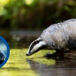 picture of a badger standing on a wooden ledge leaning into water as if about to drink. Overlaid on the picture is a pull out circle featuring a picture of Brian May playing the guitar