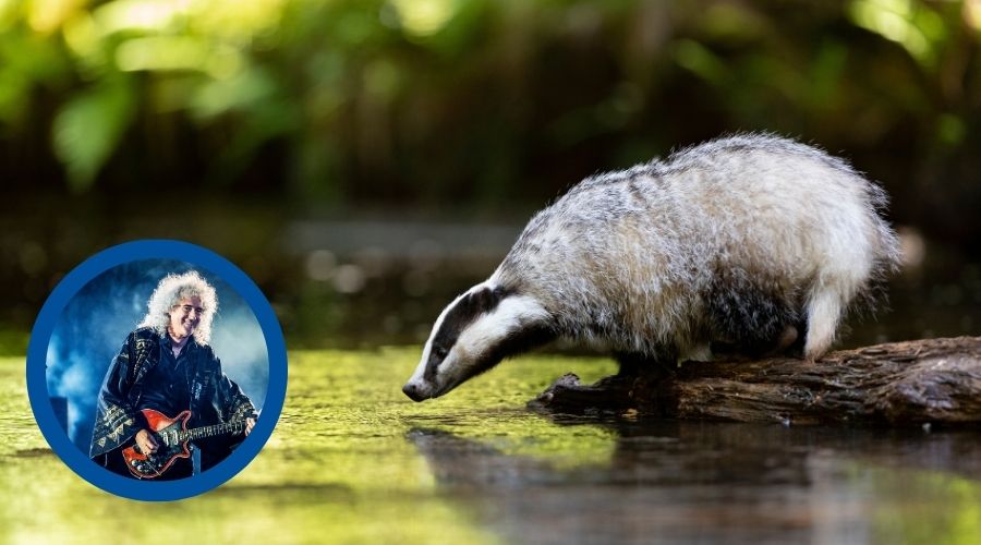 picture of a badger standing on a wooden ledge leaning into water as if about to drink. Overlaid on the picture is a pull out circle featuring a picture of Brian May playing the guitar