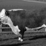 black and white picture of Graham Stratford standing next to a Hereford cow