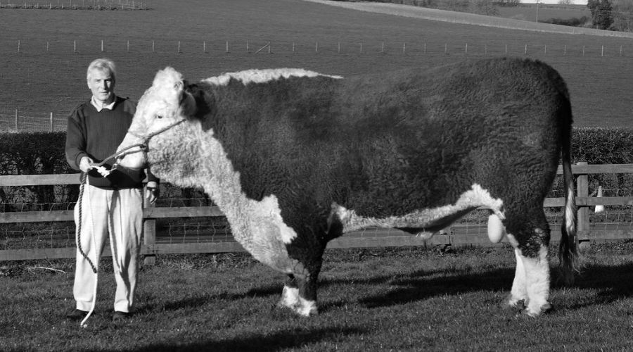 black and white picture of Graham Stratford standing next to a Hereford cow