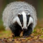 badger walking in autumn leaves