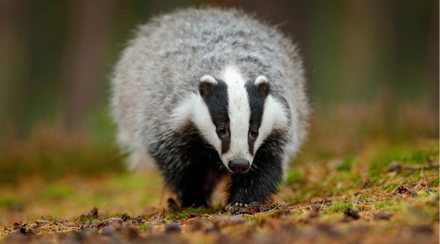 badger walking in autumn leaves