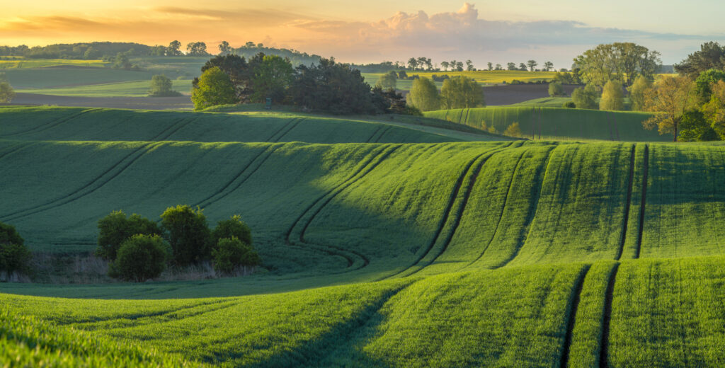 green fields at sunset