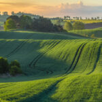 green fields at sunset