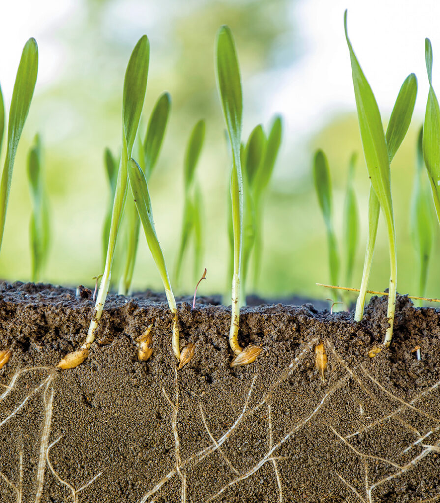 new plant shoots with roots visible