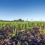 arable field close up