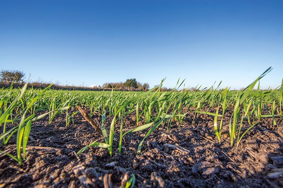 arable field close up