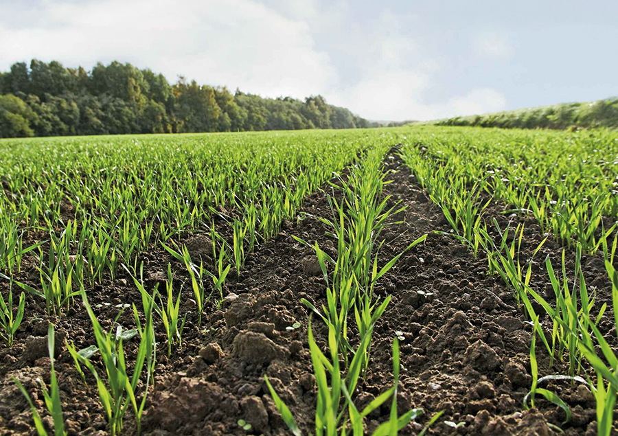 arable field