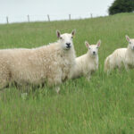 Upland sheep