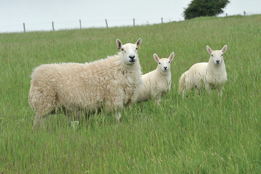 Upland sheep