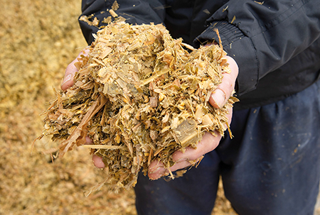 Maize silage in hand